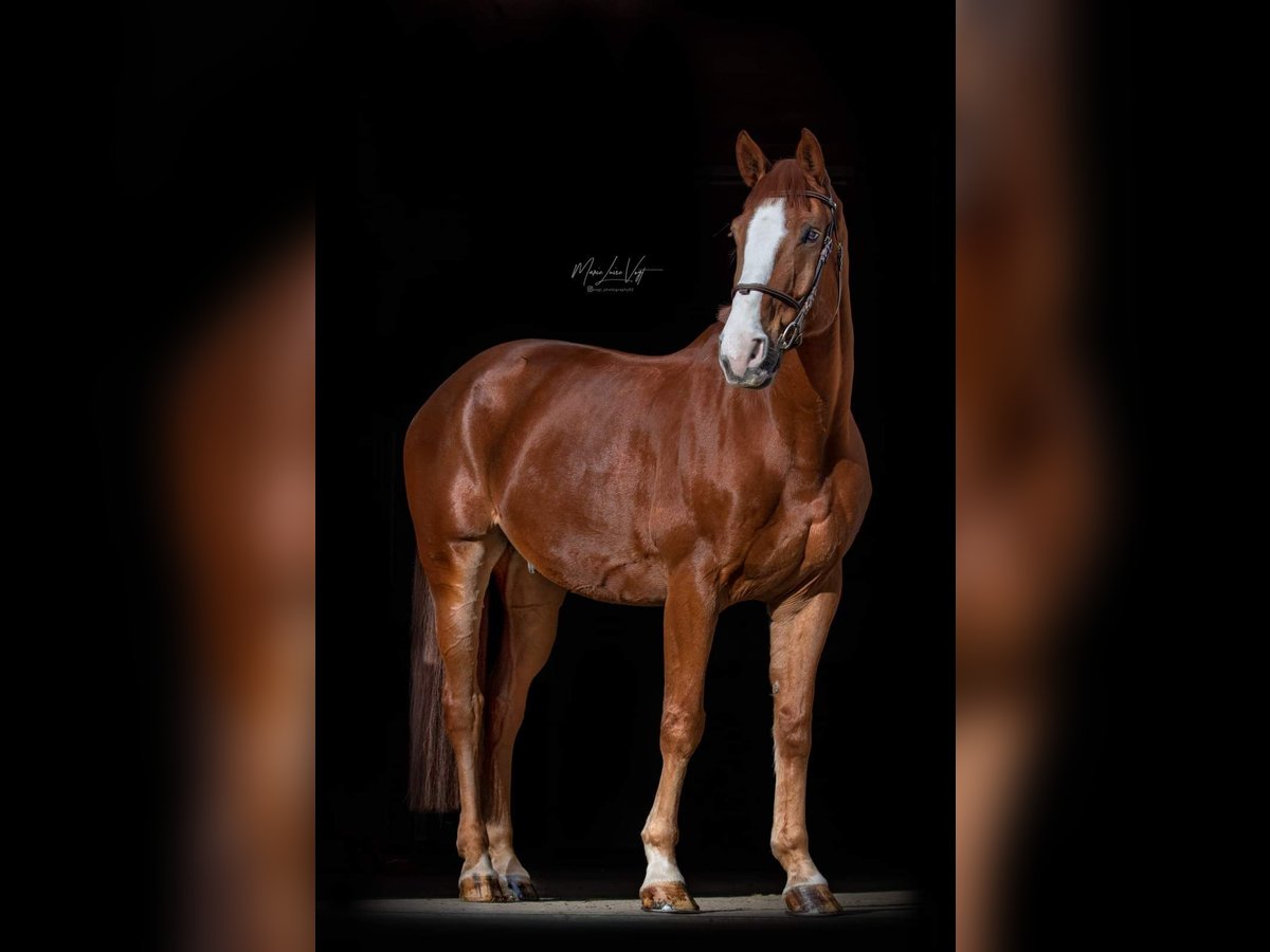 Holstein Gelding 15 years 17 hh Chestnut-Red in Untersiemau