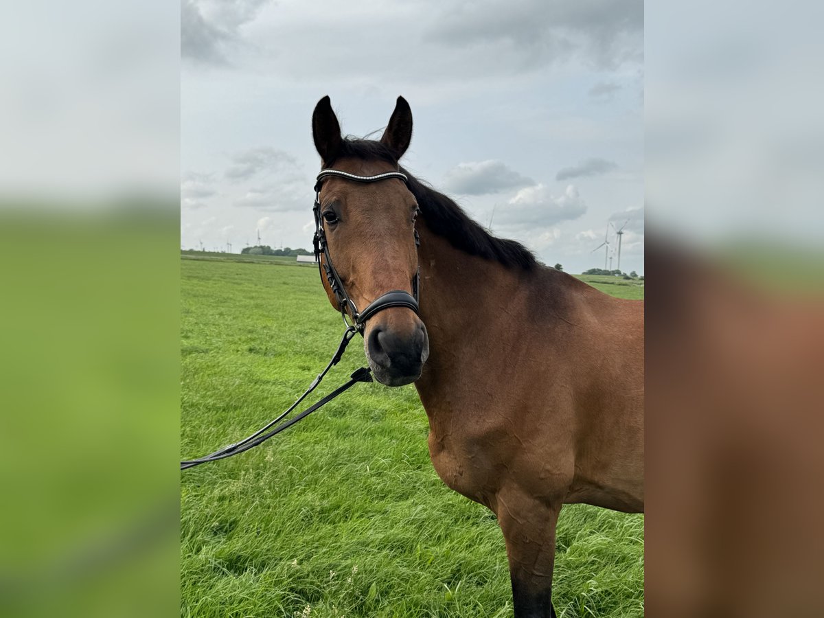 Holstein Gelding 16 years 16,3 hh Brown in Kaiser-Wilhelm-Koog