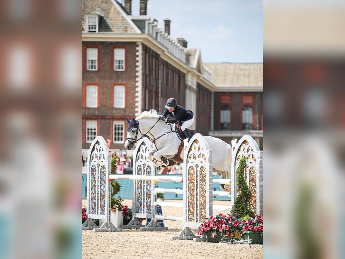 Holstein Gelding 16 years 16,3 hh Gray in Kloster Lehnin