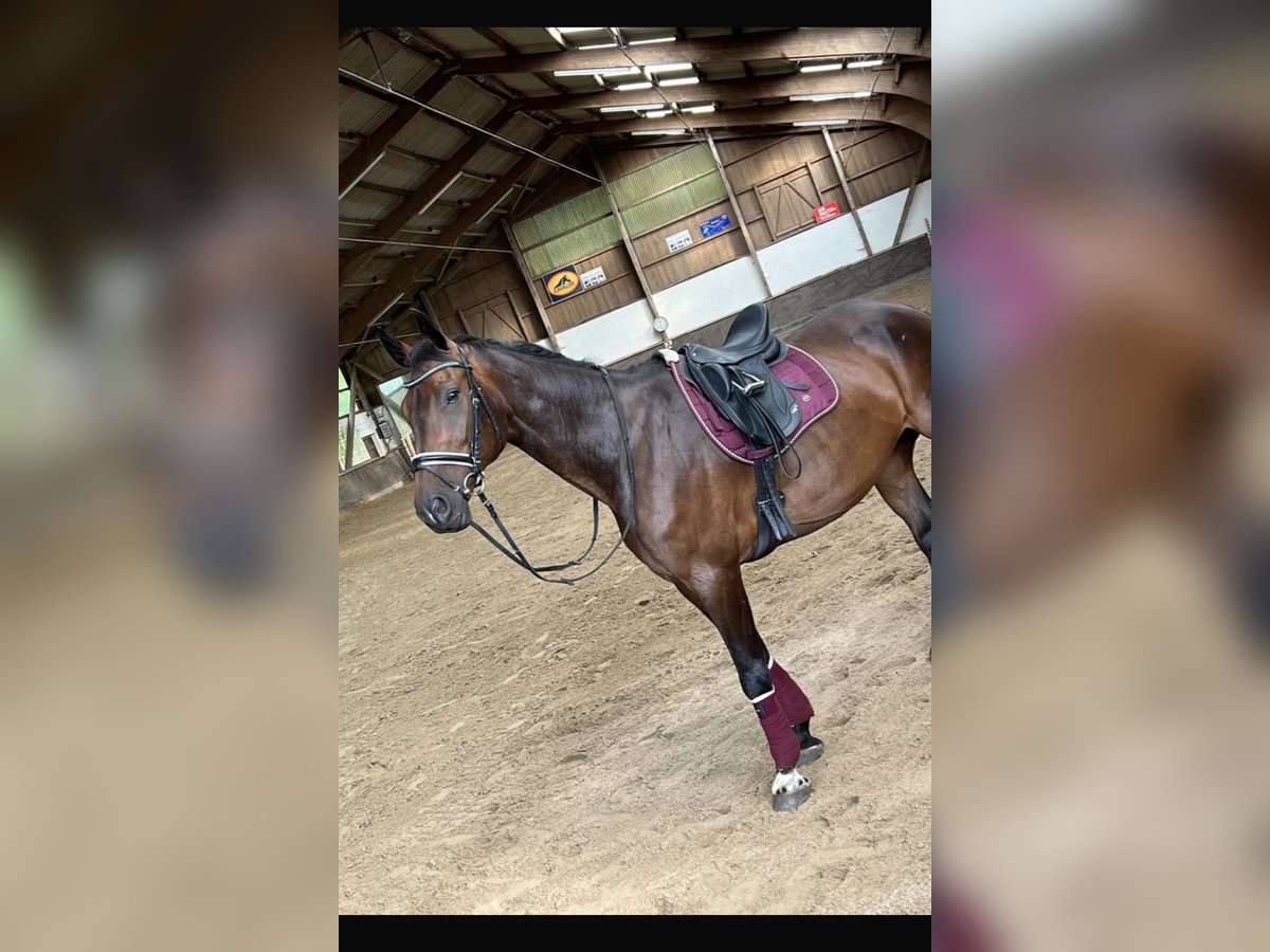 Holstein Gelding 16 years 17 hh Brown in Lübeck