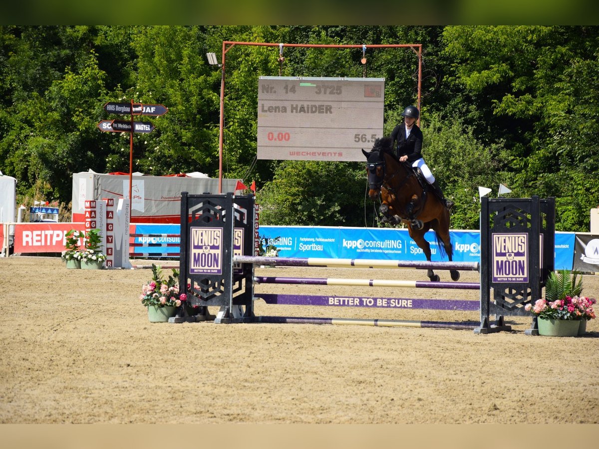 Holstein Gelding 16 years 17 hh Brown in Gols