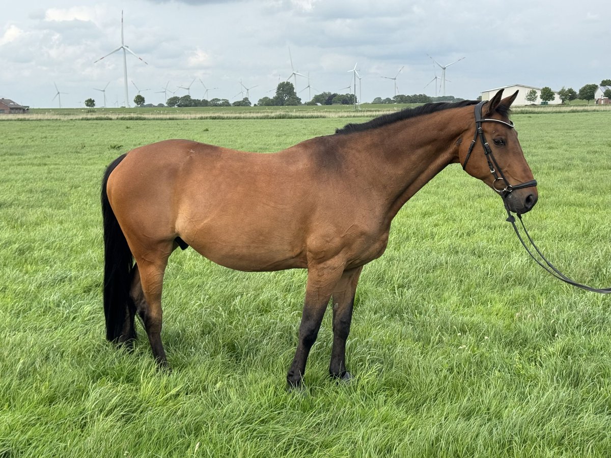 Holstein Gelding 16 years 17 hh Brown in Kaiser-Wilhelm-Koog