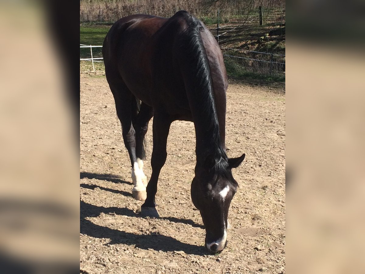 Holstein Gelding 16 years 17 hh Smoky-Black in Melle