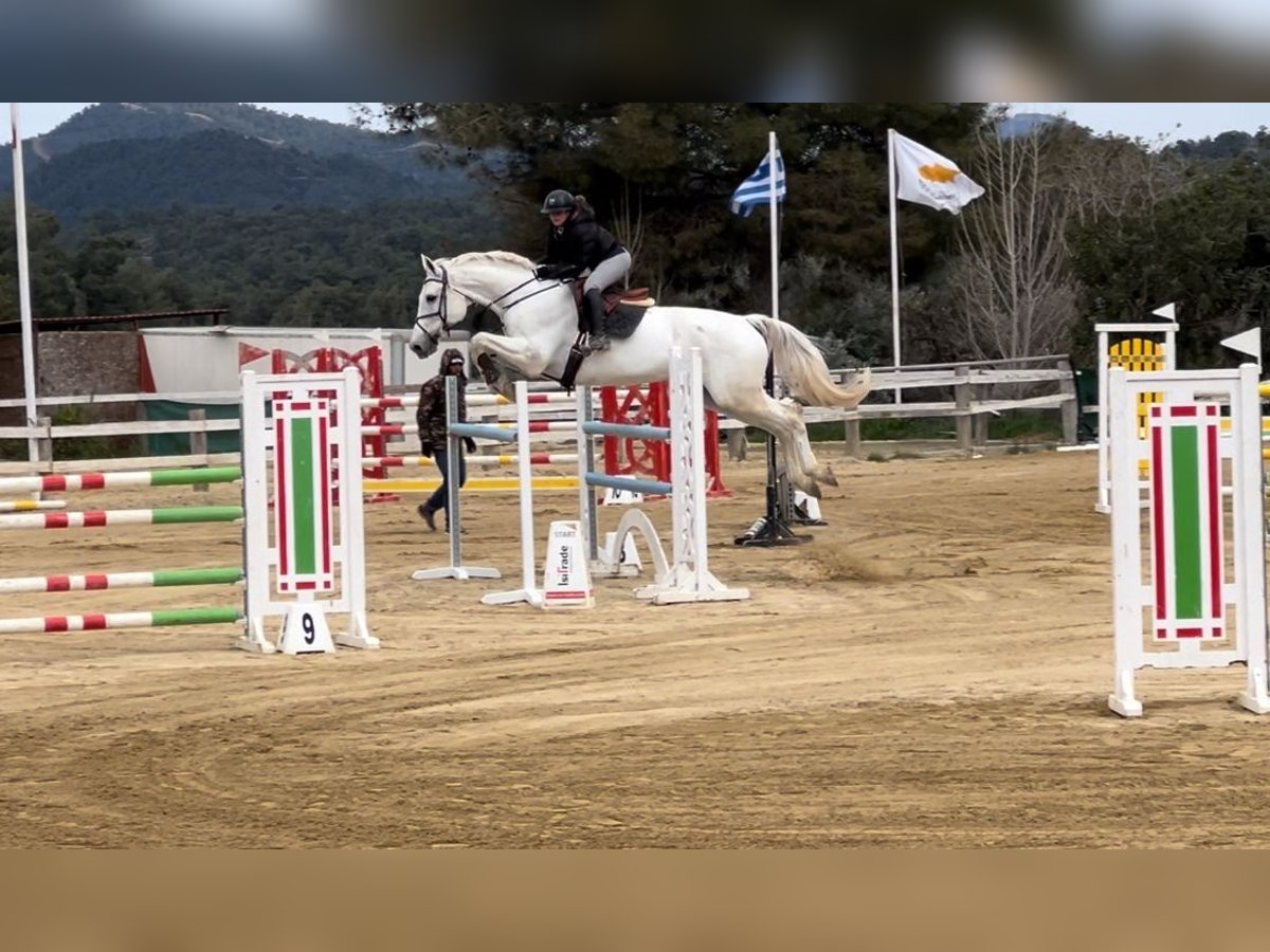 Holstein Gelding 16 years 17,2 hh Gray in Agios Tychon