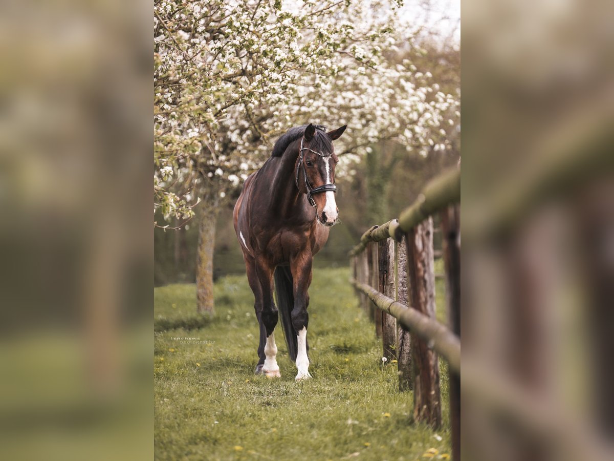 Holstein Gelding 16 years 18 hh Bay-Dark in CuxhavenCuxhaven