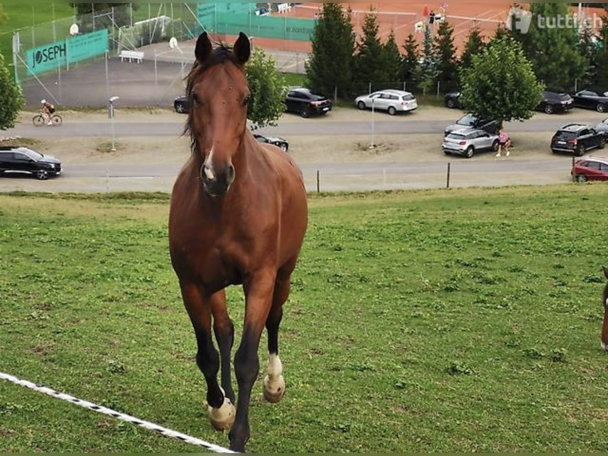 Holstein Gelding 17 years 16,1 hh Brown in Krattigen