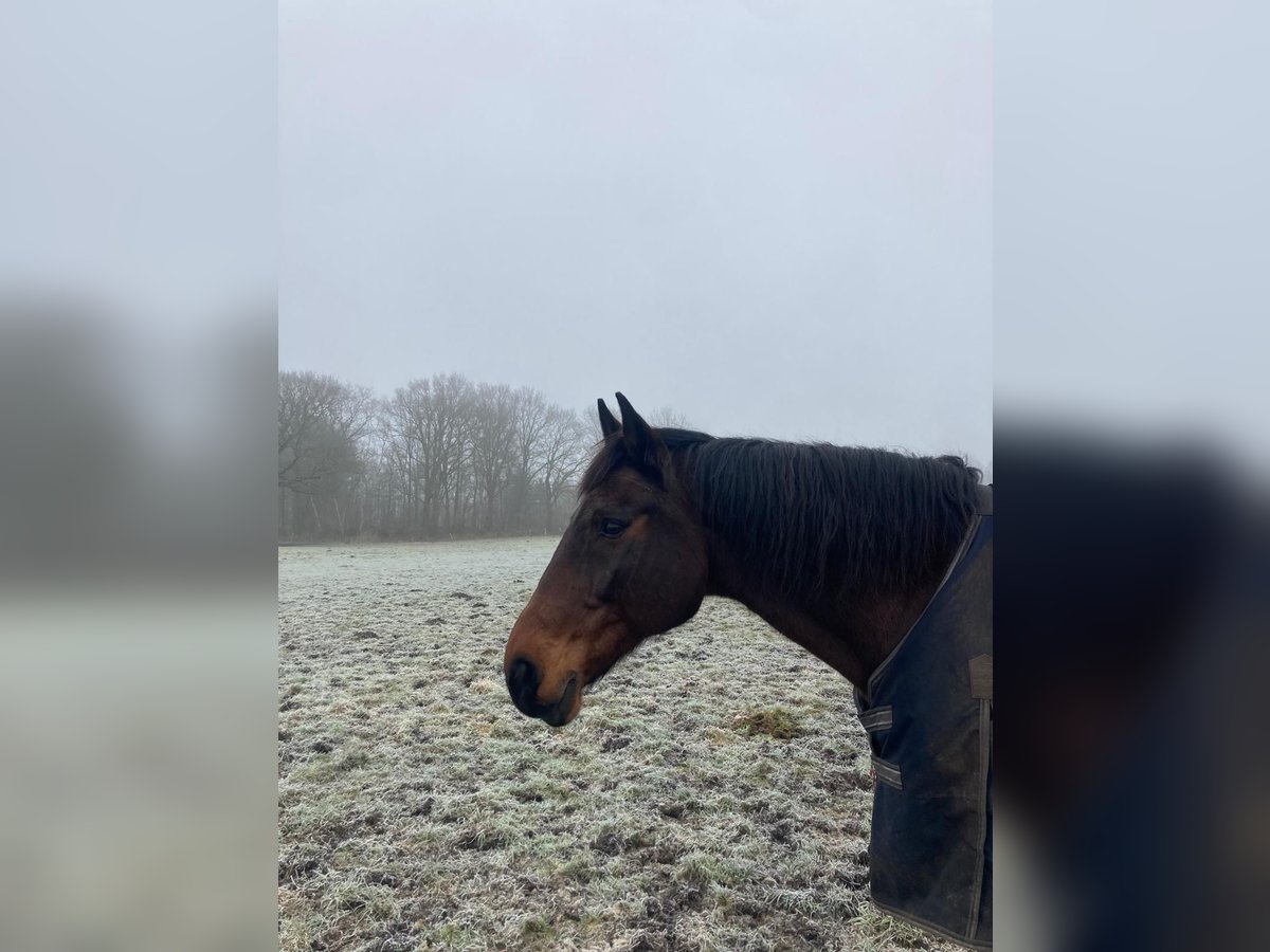 Holstein Gelding 17 years 16,2 hh Brown in Kiel