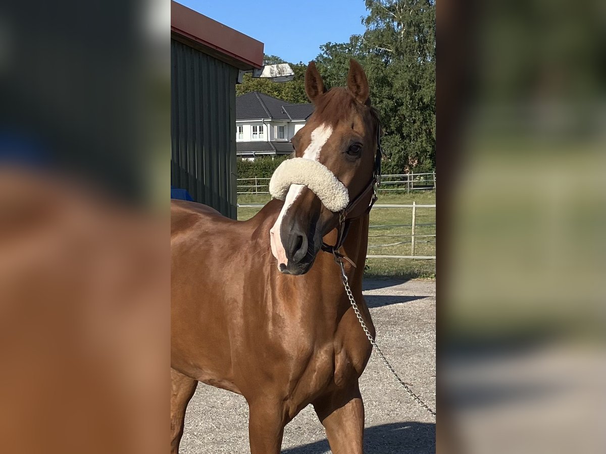 Holstein Gelding 17 years 16,2 hh Chestnut-Red in Heringsdorf