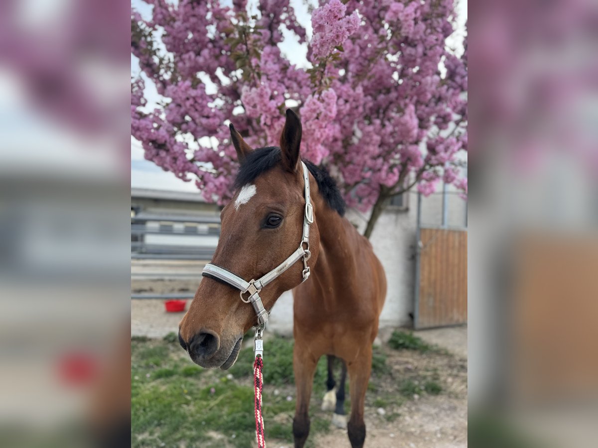 Holstein Gelding 17 years 17,1 hh Brown in Niddatal