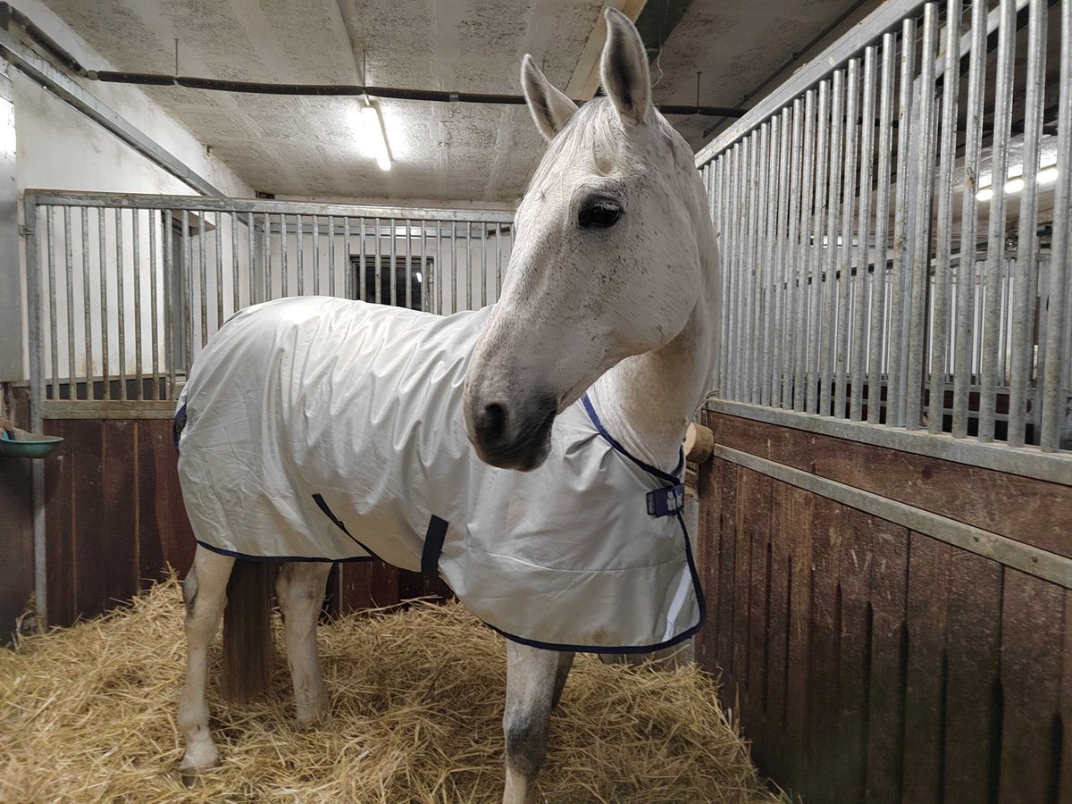 Holstein Gelding 18 years 16,3 hh Gray in Neu-Isenburg