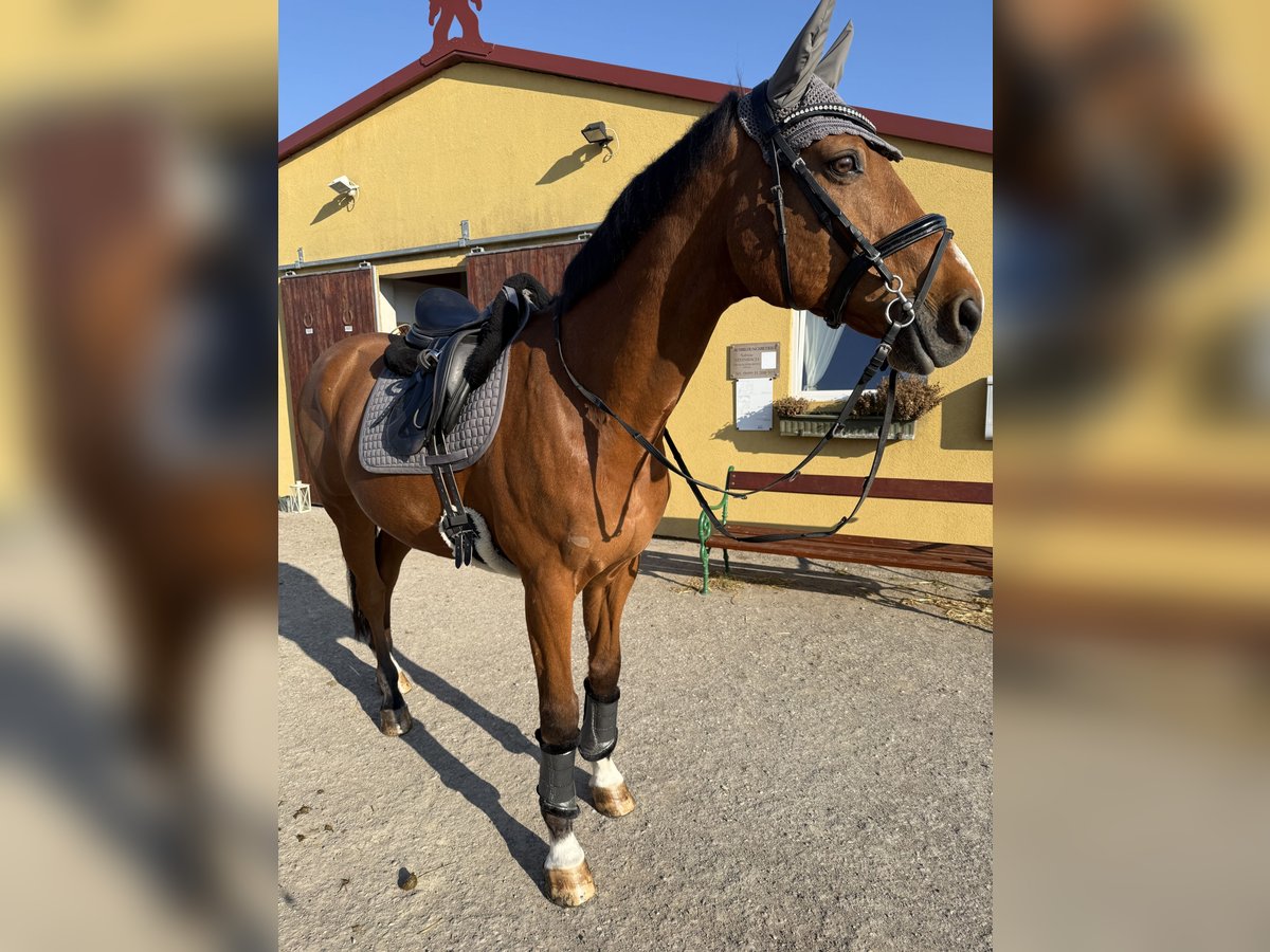 Holstein Gelding 18 years 16,1 hh Brown in Wien, Donaustadt