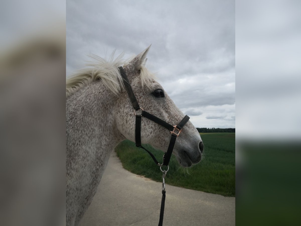 Holstein Gelding 18 years 16,2 hh Gray-Fleabitten in Rottweil Holstein Gelding 18 years 16,2 hh Gray-Fleabitten in Rottweil