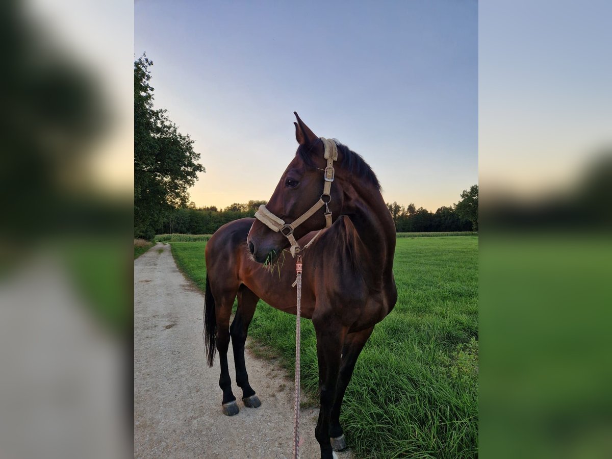 Holstein Gelding 18 years 17 hh Brown in Gaimersheim