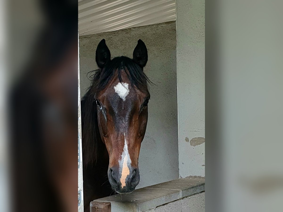 Holstein Mix Gelding 19 years 16,3 hh Brown in Meinerzhagen