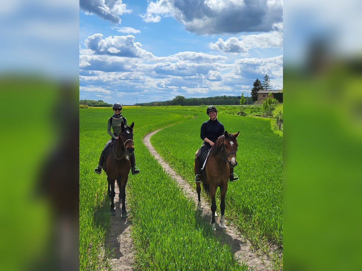 Holstein Gelding 19 years 16 hh Brown in Rostock