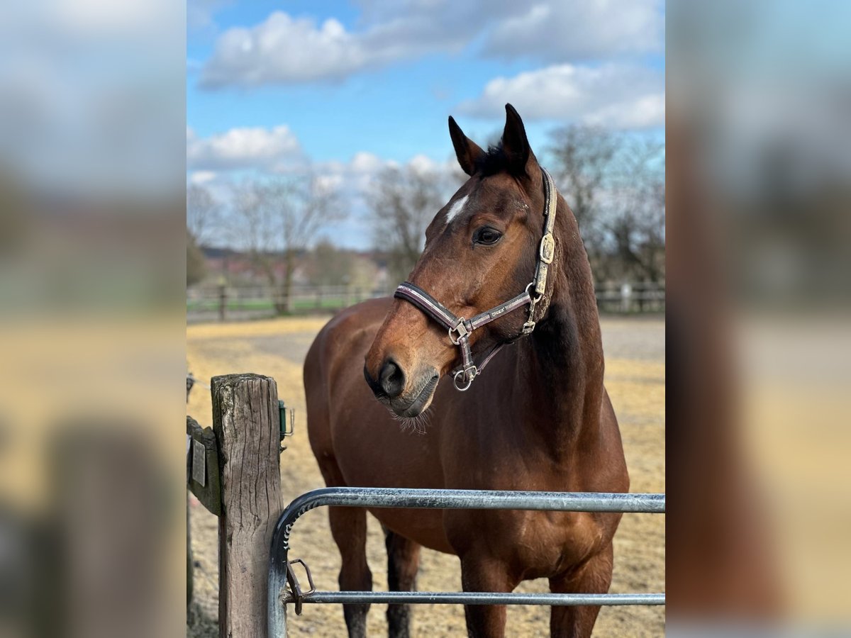 Holstein Gelding 19 years 17 hh Brown in Recklinghausen