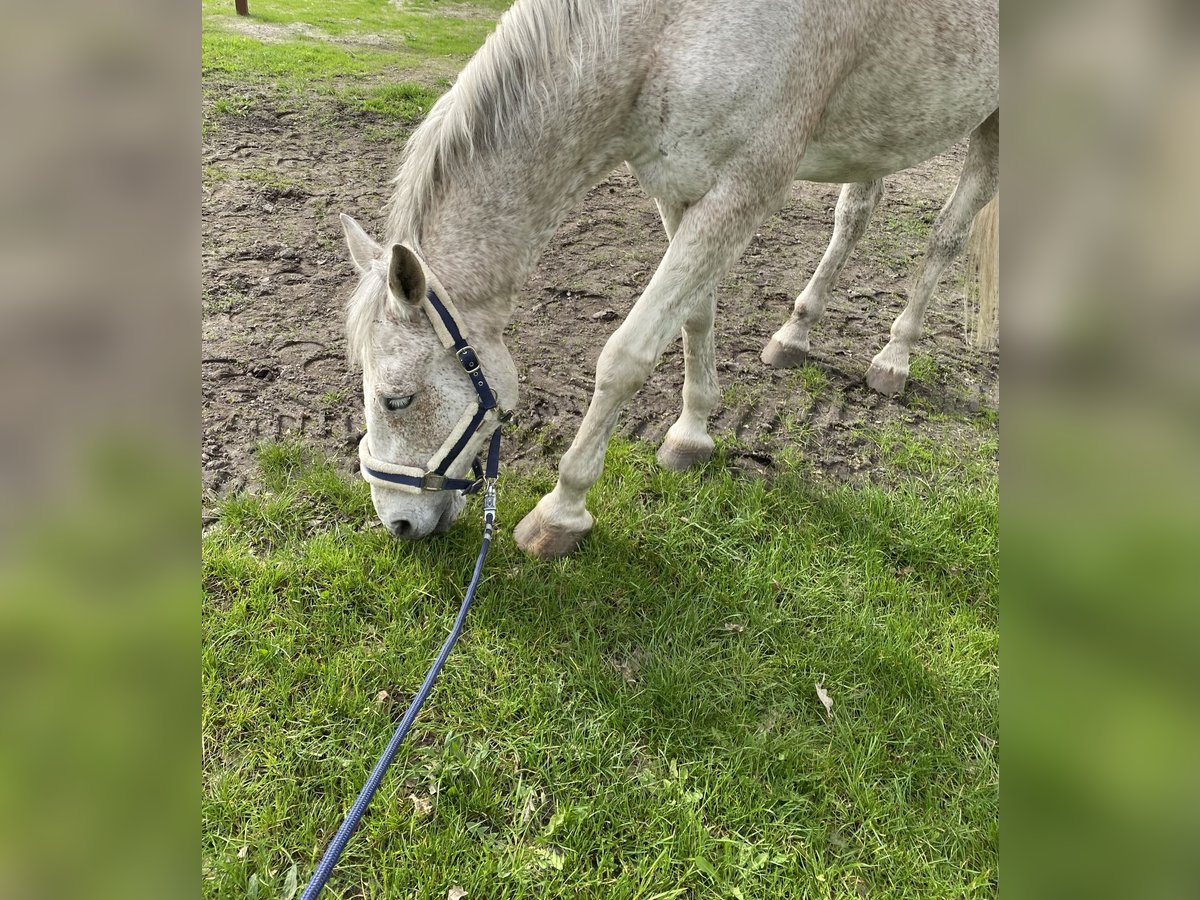 Holstein Gelding 19 years 17 hh Grey-Fleabitten in Berlin