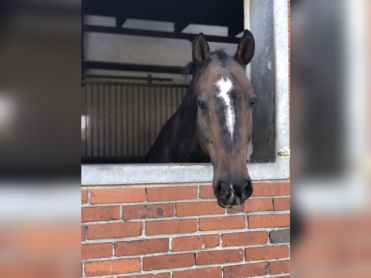 Holstein Gelding 19 years 17,1 hh Bay-Dark in G&#xFC;terslohG&#xFC;tersloh