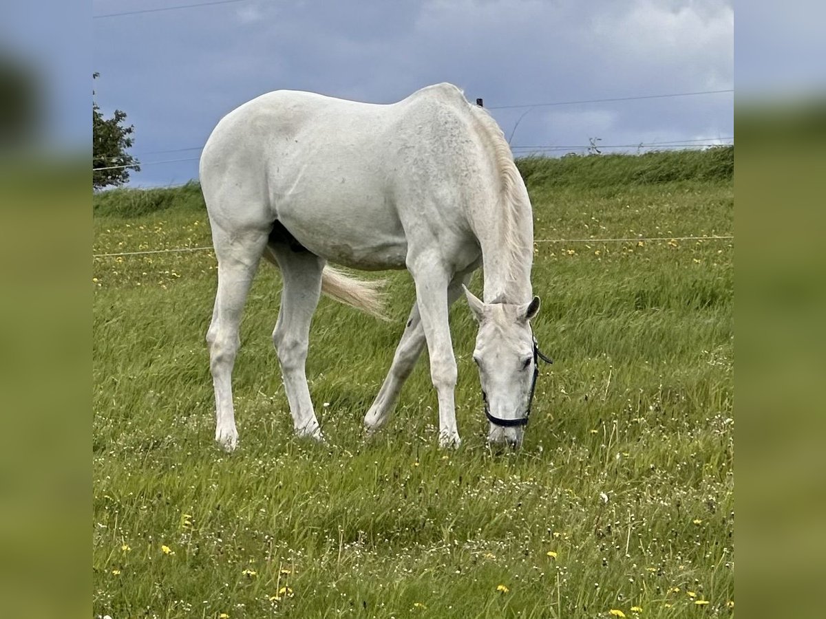 Holstein Gelding 19 years 17,1 hh Grey in Mettmann