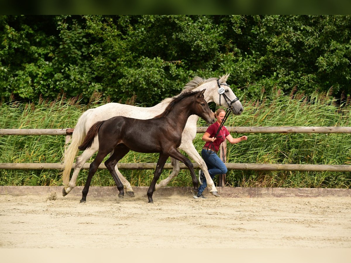 Holstein Gelding 1 year 15,2 hh Gray in Sch&#xFC;lp