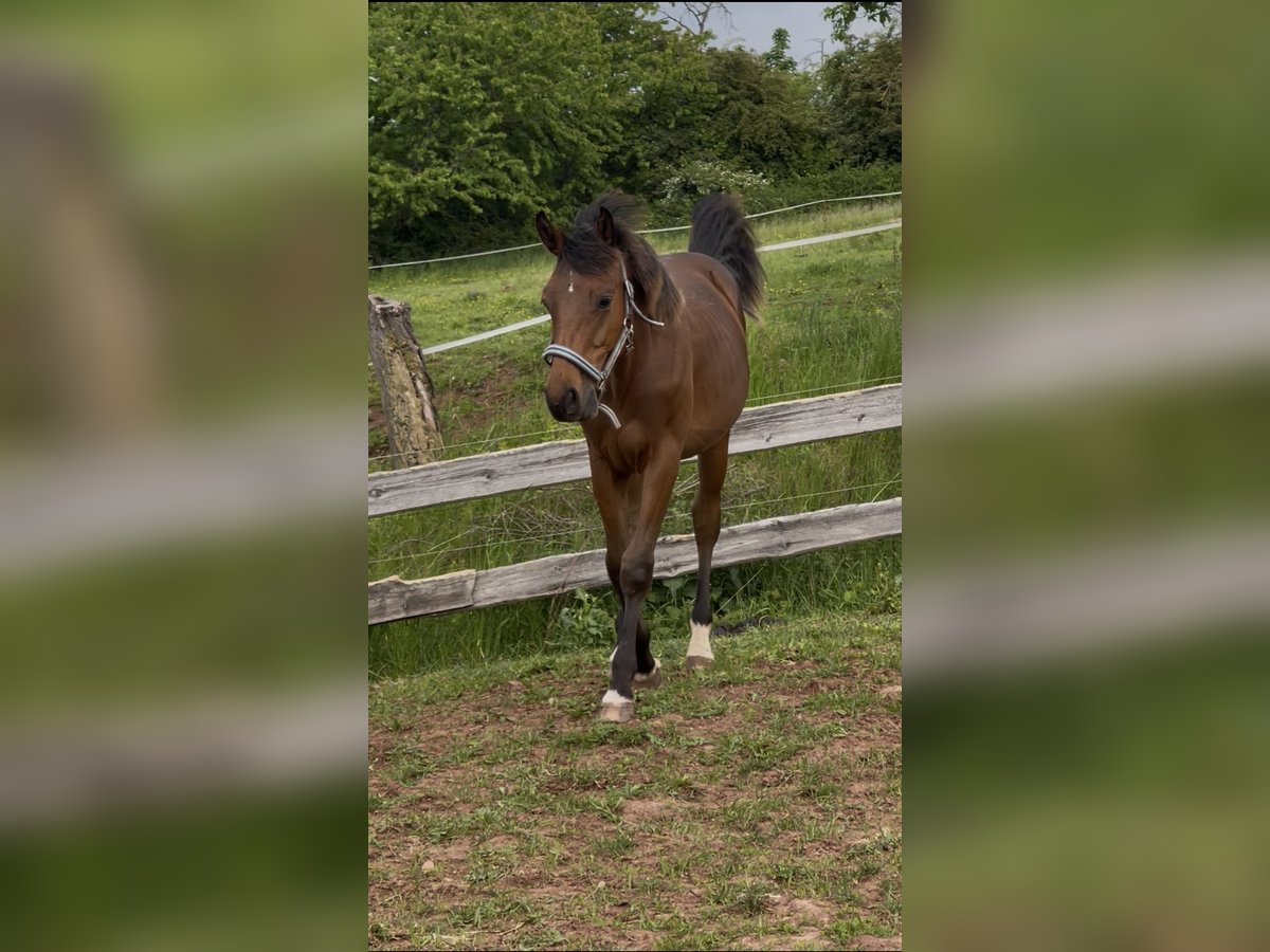 Holstein Gelding 1 year in Sangerhausen