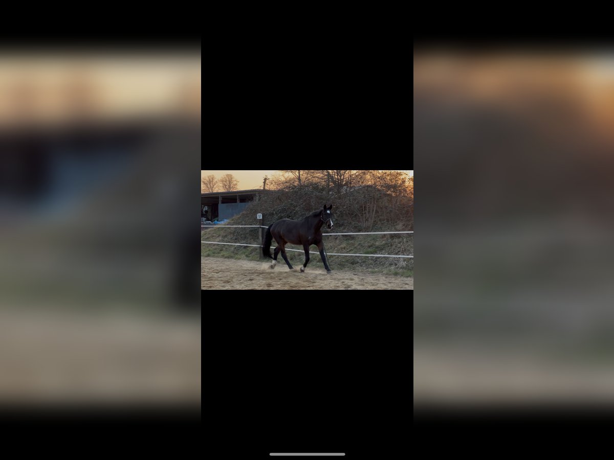 Holstein Gelding 20 years 17,1 hh Bay-Dark in Fockbek
