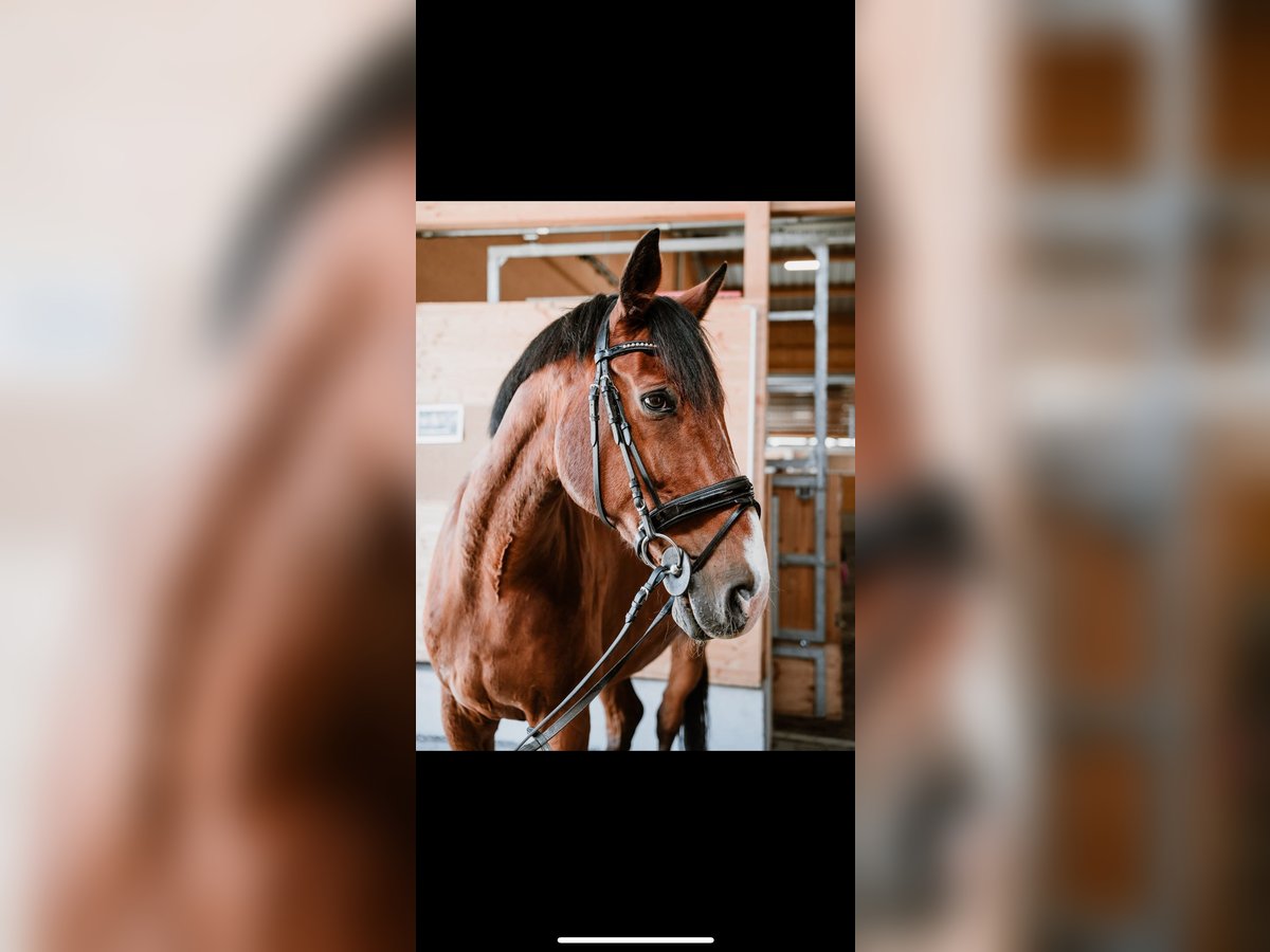 Holstein Gelding 21 years 16 hh Brown in Herrenberg