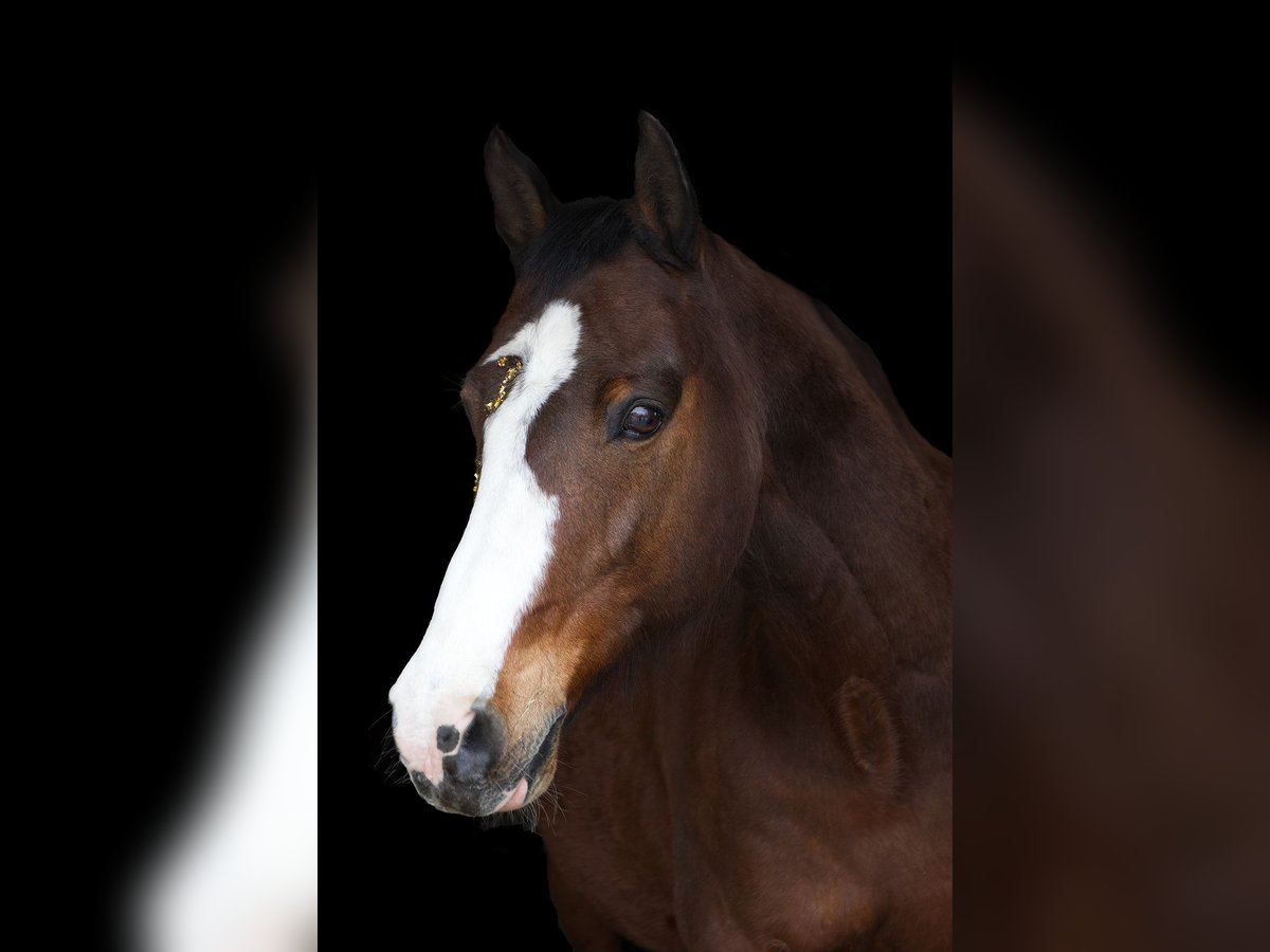 Holstein Gelding 21 years 16 hh Brown in Heidelberg