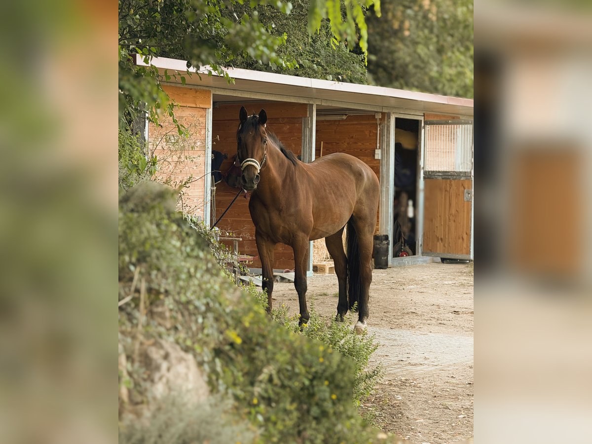 Holstein Gelding 21 years 17 hh Brown in Ingelheim am Rhein