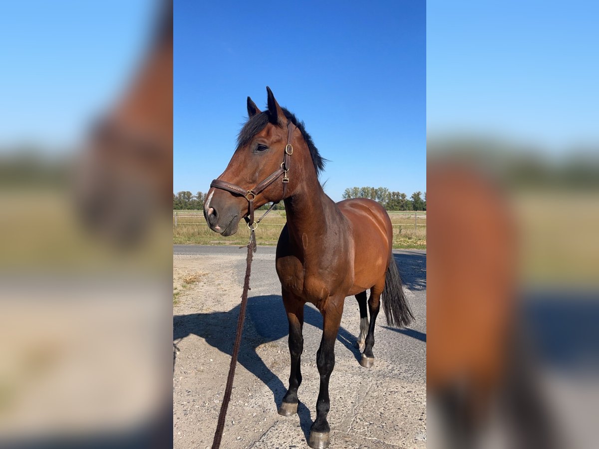 Holstein Gelding 21 years 17 hh Brown in Liebenwalde