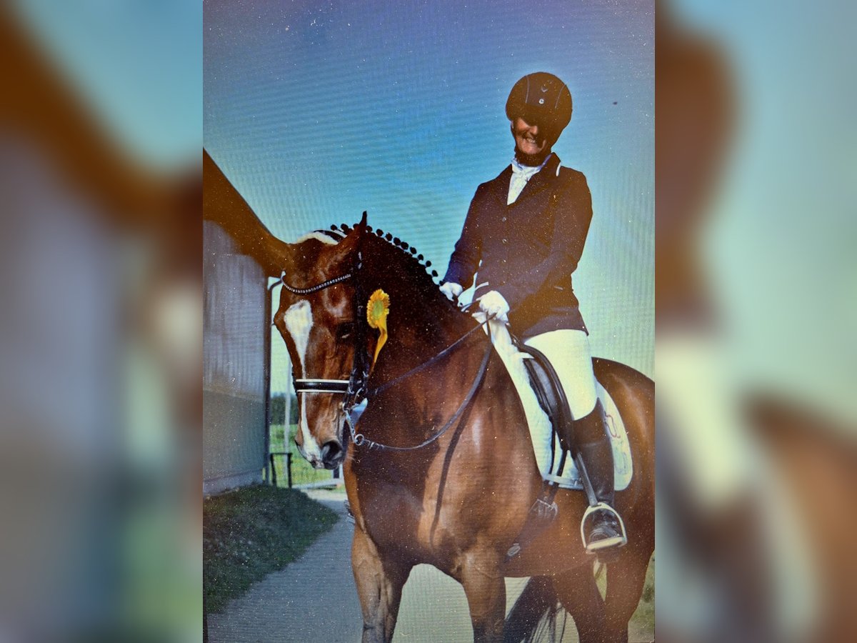 Holstein Gelding 22 years 16,3 hh Brown in Osdorf