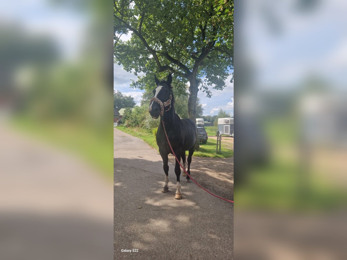 Holstein Gelding 23 years 17 hh Bay-Dark in Emkendorf