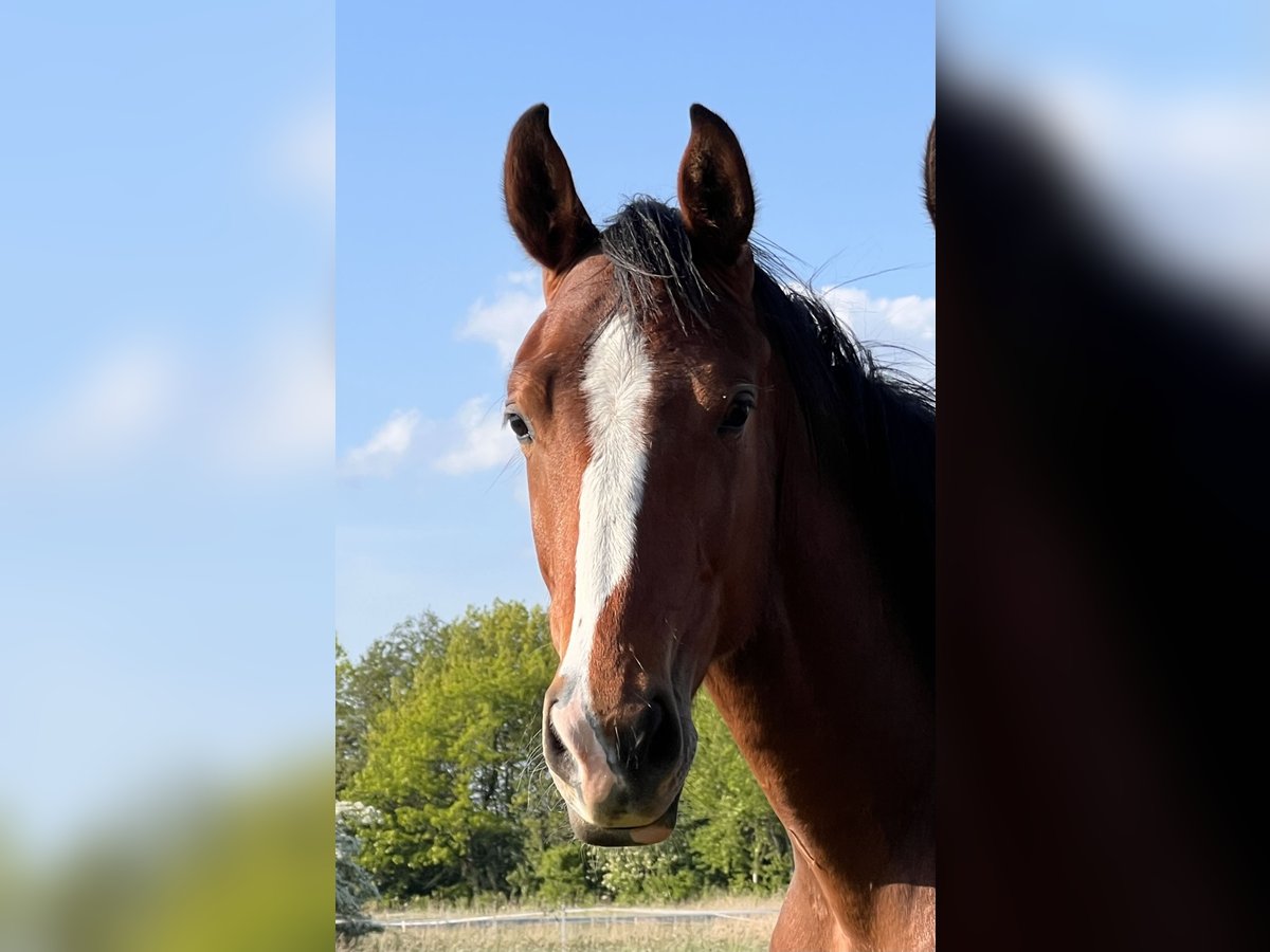 Holstein Gelding 2 years 16,2 hh Brown in Averlak