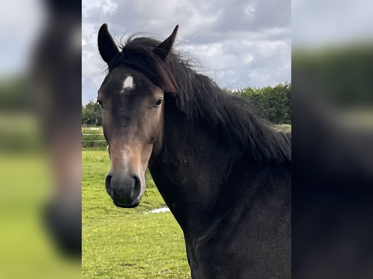 Holstein Gelding 2 years 16,1 hh Gray in Averlak
