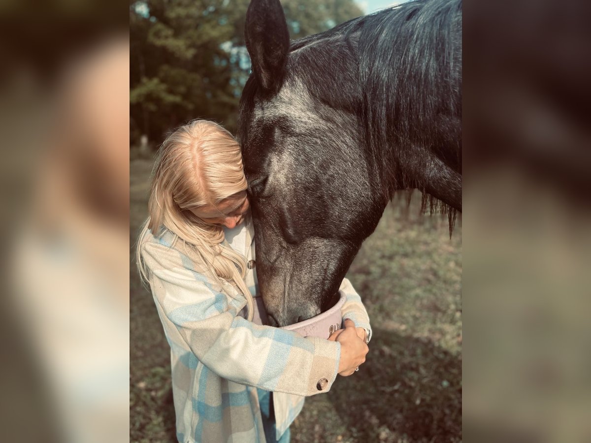 Holstein Gelding 2 years 16,1 hh Grey in Palingen