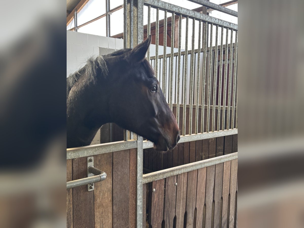 Holstein Gelding 2 years 16,2 hh Brown in Verden (Aller)