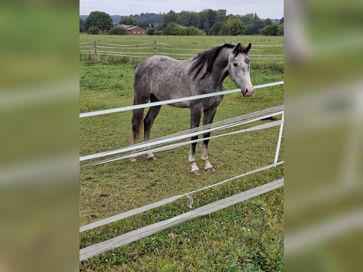 Holstein Gelding 2 years 16,2 hh Grey in Goldenbek Holstein Gelding 2 years 16,2 hh Grey in Goldenbek