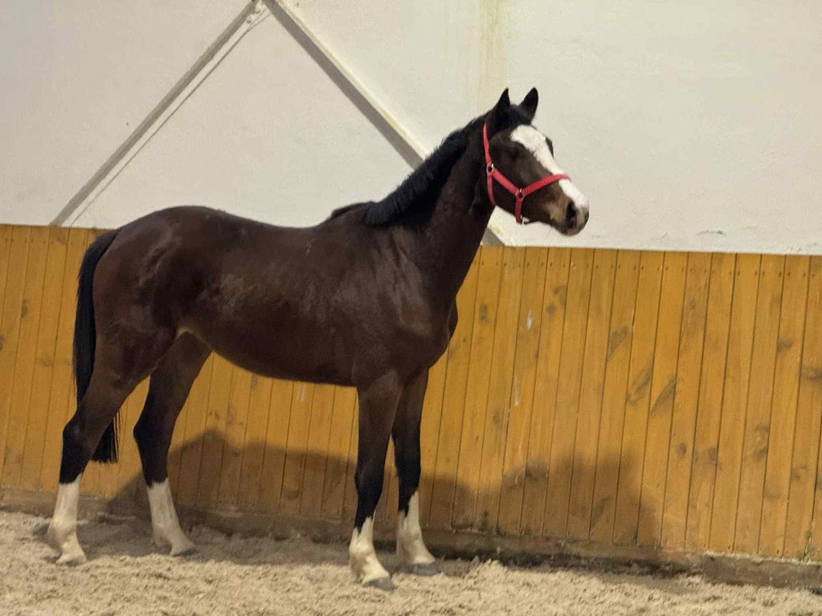Holstein Gelding 2 years Brown in KRAJENKA