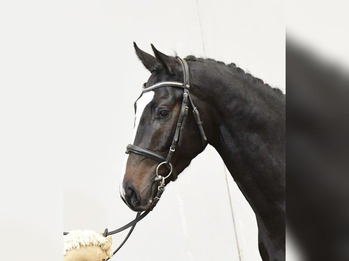 Holstein Gelding 3 years 16,1 hh Smoky-Black in Ahrensbök