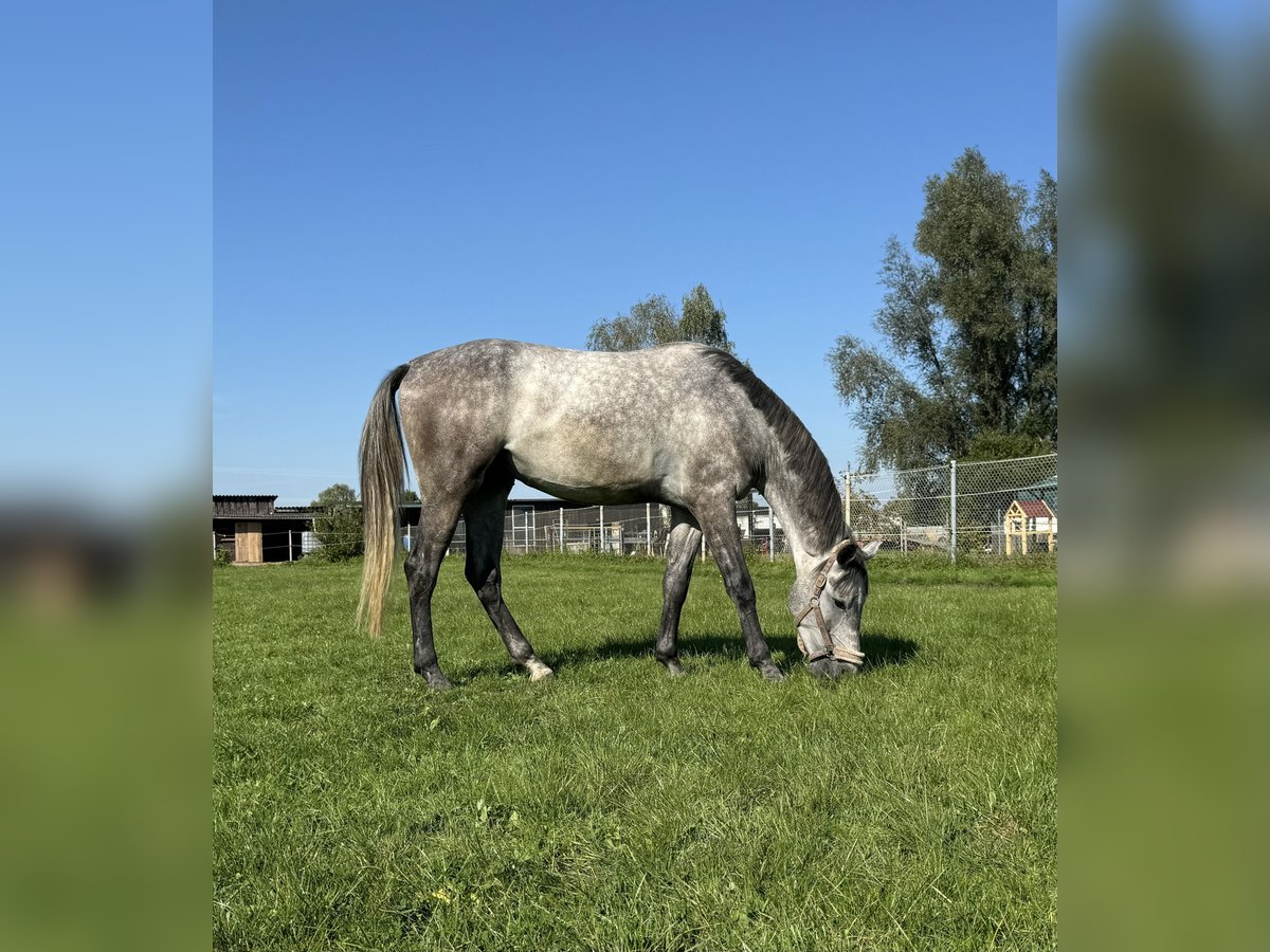 Holstein Gelding 3 years 16,2 hh Gray-Dapple in Illertissen