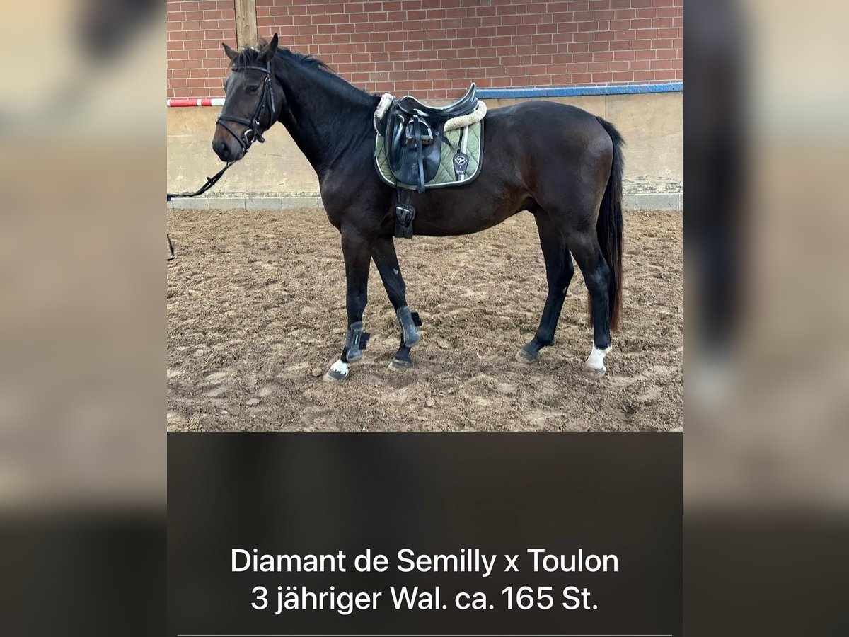 Holstein Gelding 3 years 16 hh Bay-Dark in Hamm