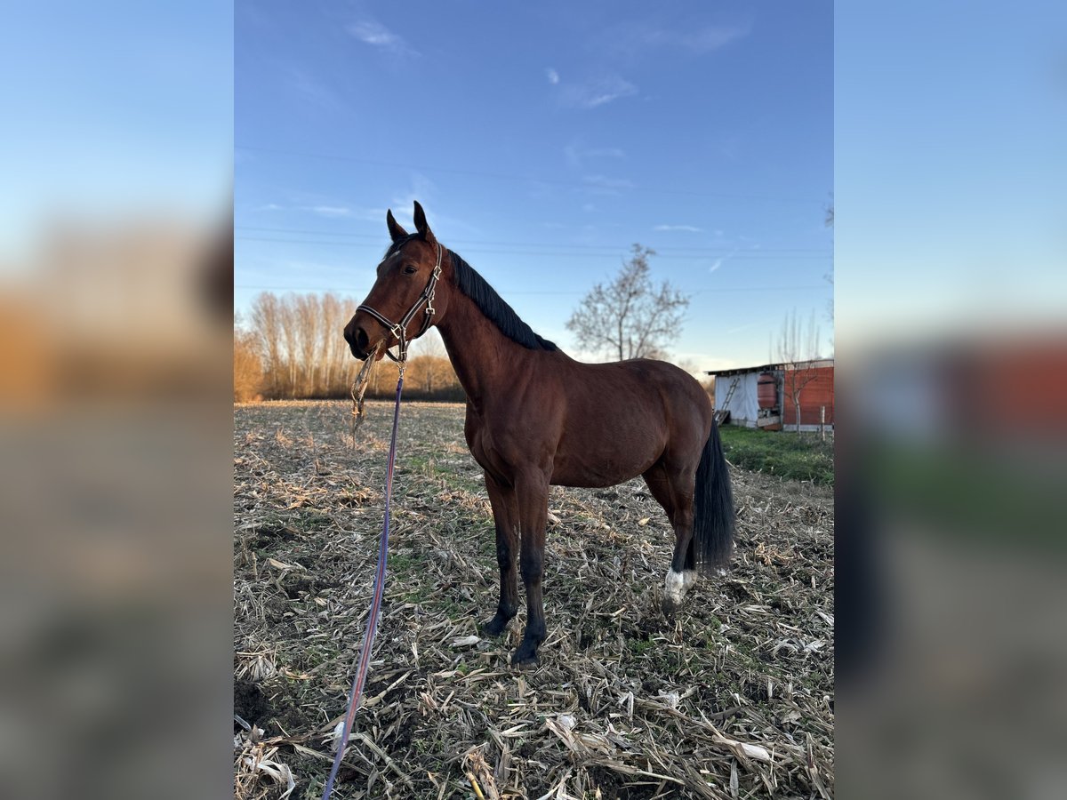 Holstein Gelding 3 years 16 hh Bay in Cerovski Vrh