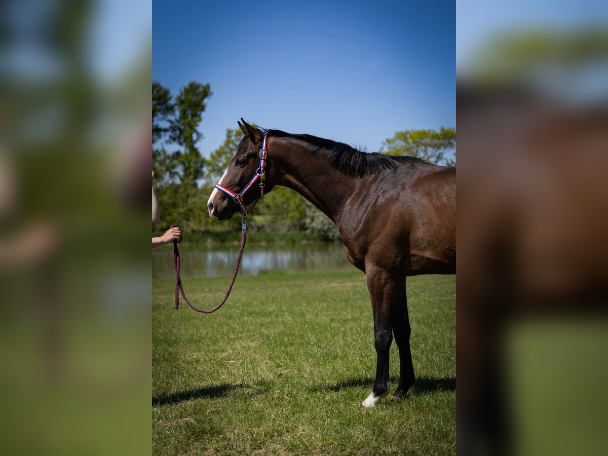 Holstein Gelding 3 years 16 hh Brown in Schönwalde am Bungsberg