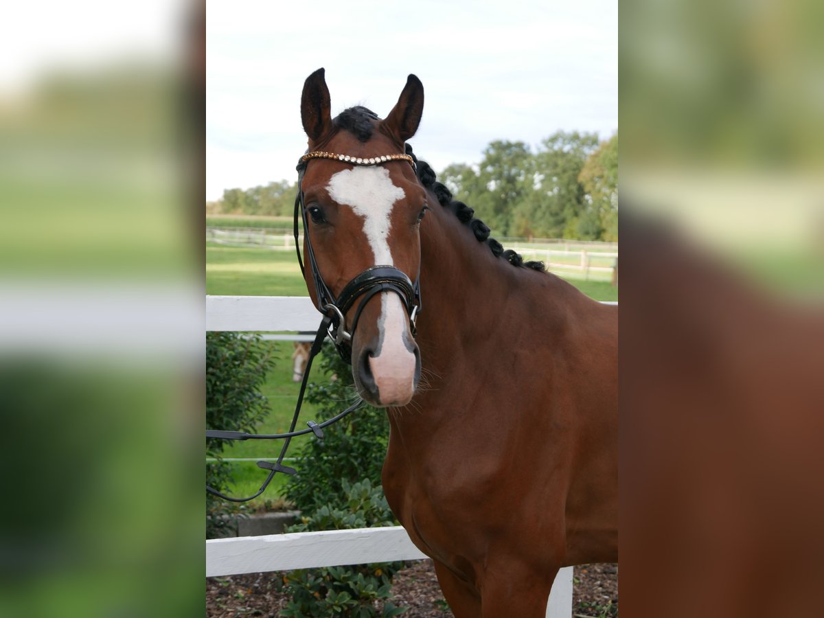 Holstein Gelding 3 years 16 hh Brown in Bocholt