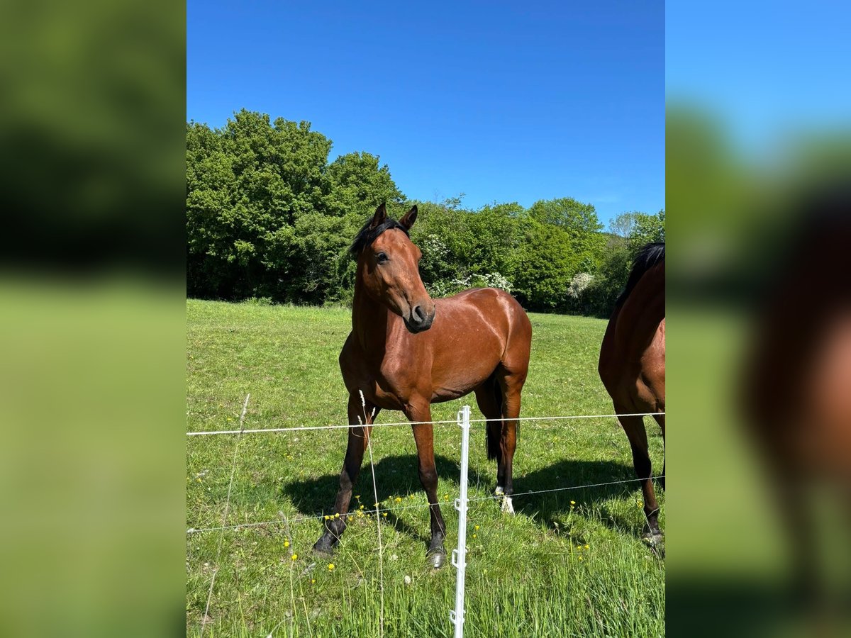 Holstein Gelding 3 years 16 hh Brown in Vacha Holstein Gelding 3 years 16 hh Brown in Vacha