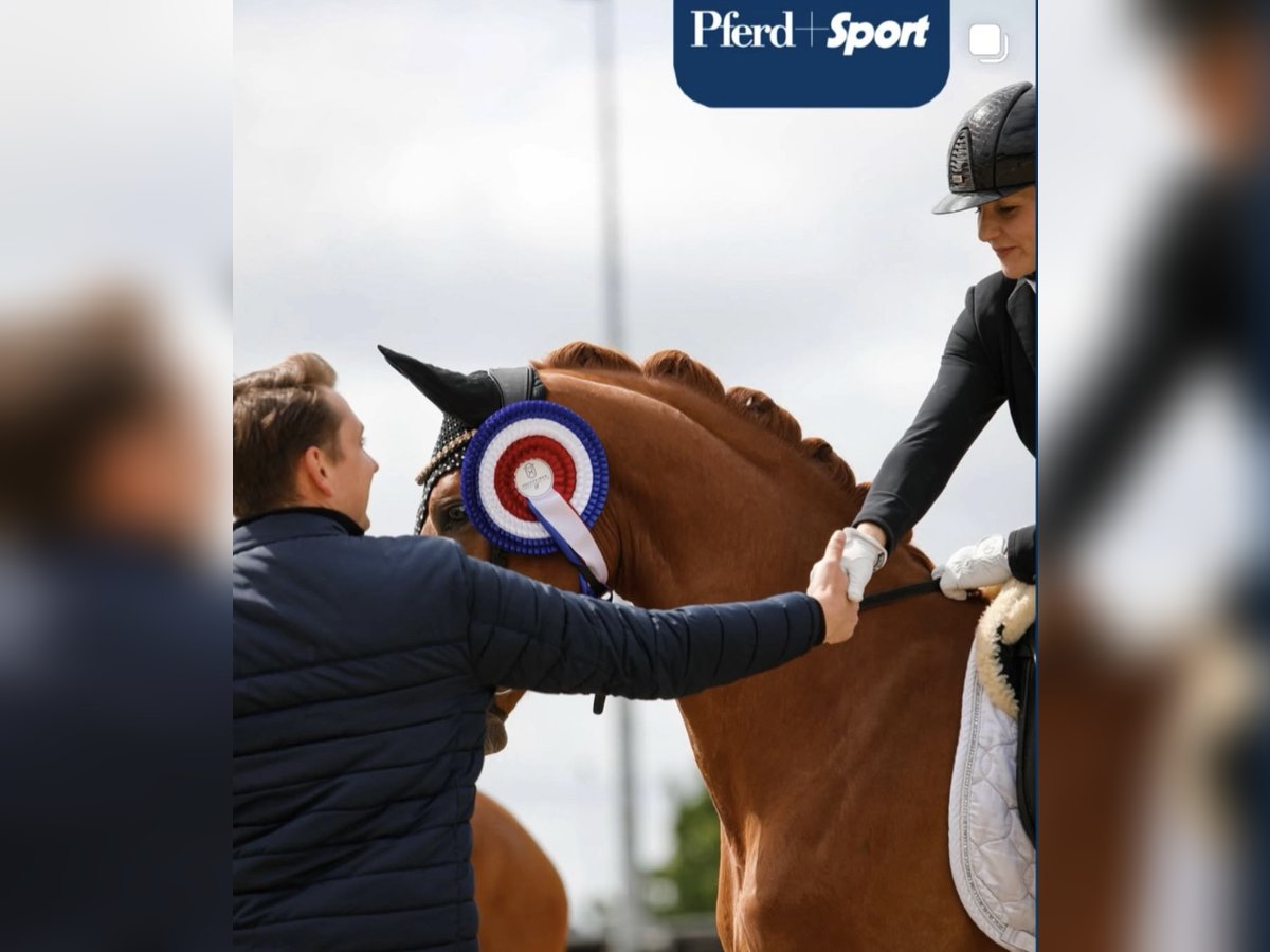 Holstein Gelding 3 years 16 hh Chestnut-Red in Berne