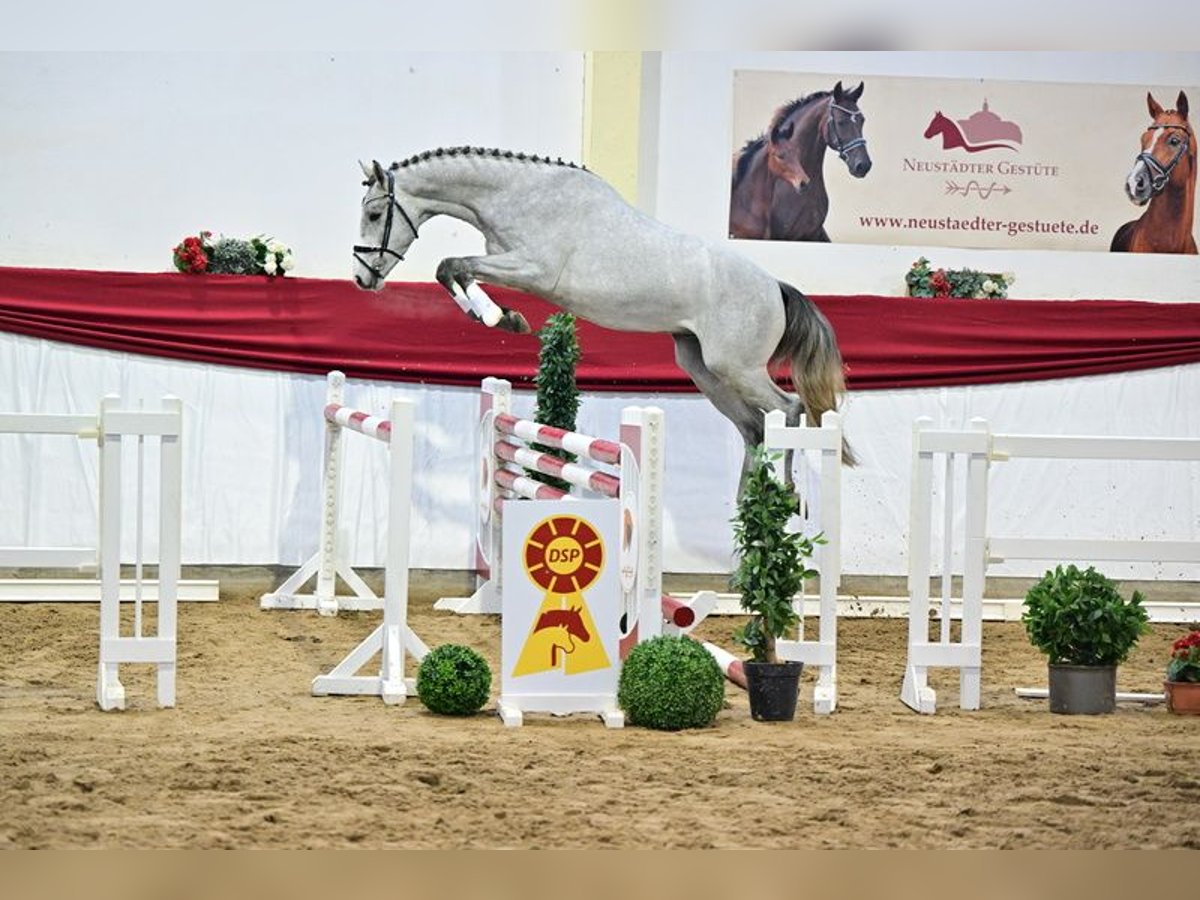Holstein Gelding 3 years 16 hh Gray in Steimke