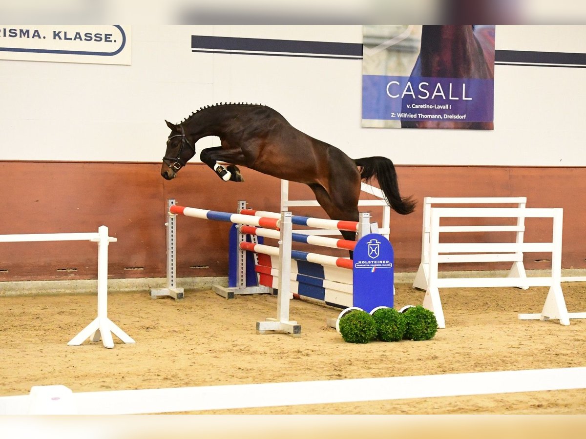 Holstein Gelding 3 years 16,1 hh Bay-Dark in Postfeld