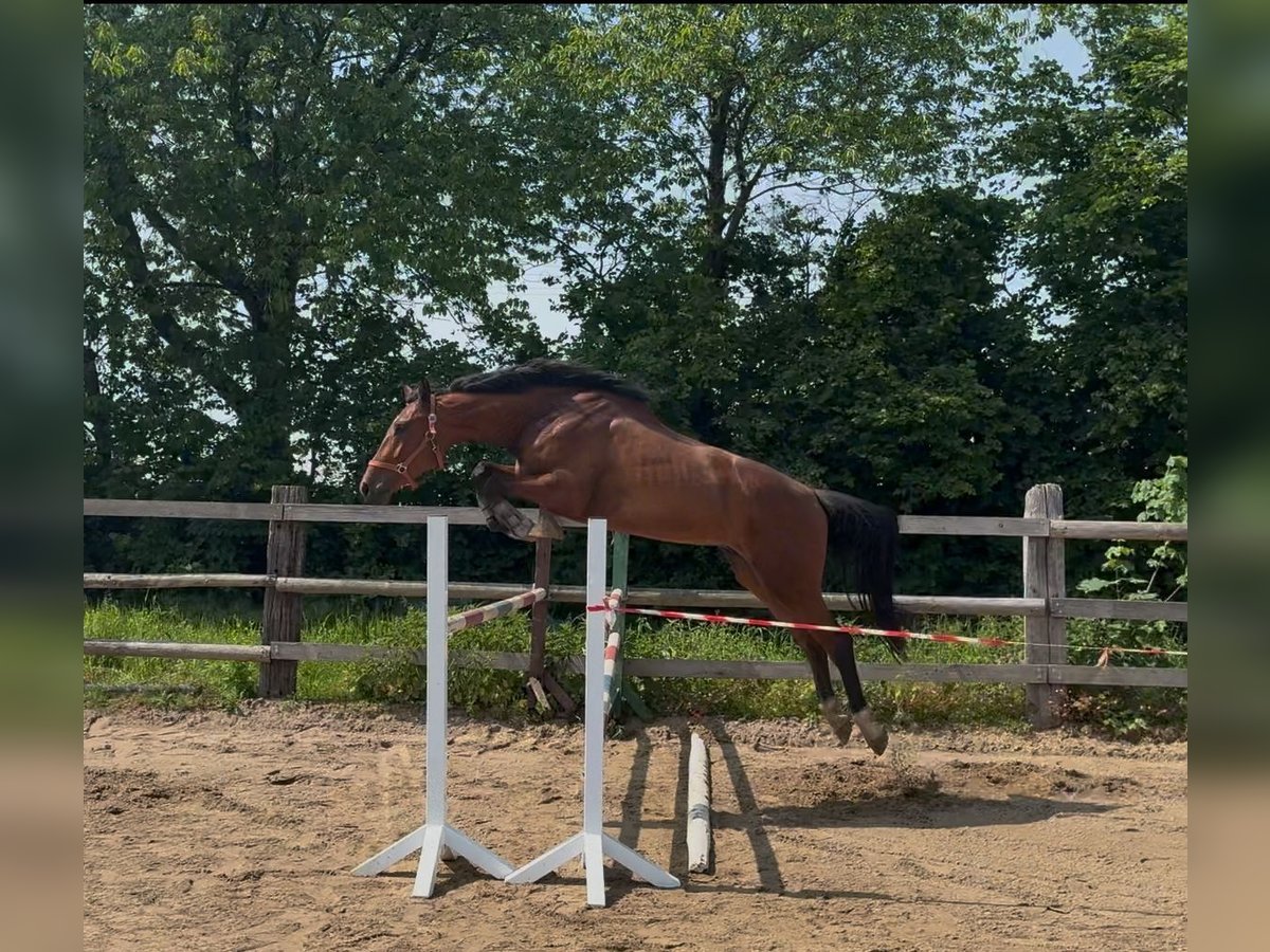 Holstein Gelding 3 years 16,1 hh Brown in Niendorf