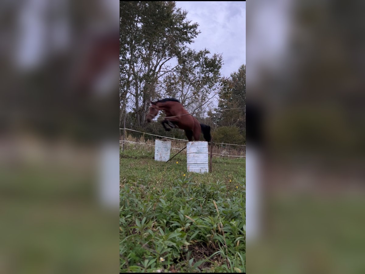 Holstein Gelding 3 years 16,2 hh Bay in Cerovski Vrh